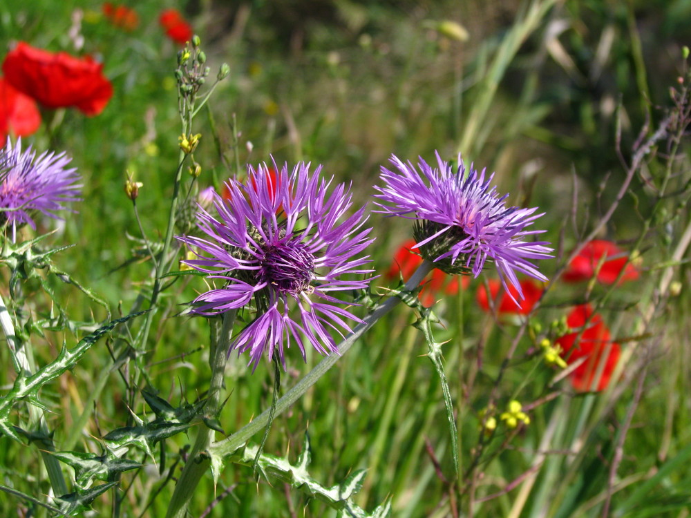 Primavera en el campo