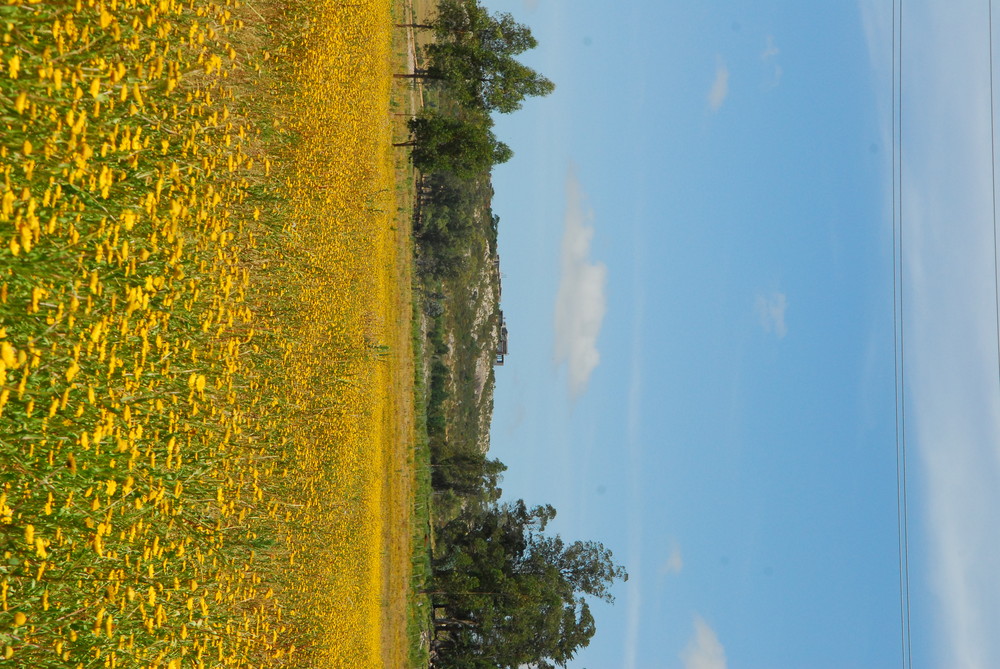 Primavera en el Campo