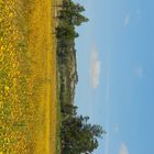 Primavera en el Campo