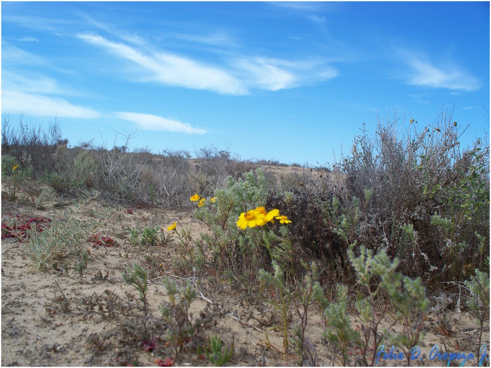 Primavera en el Desierto