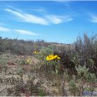 Primavera en el Desierto