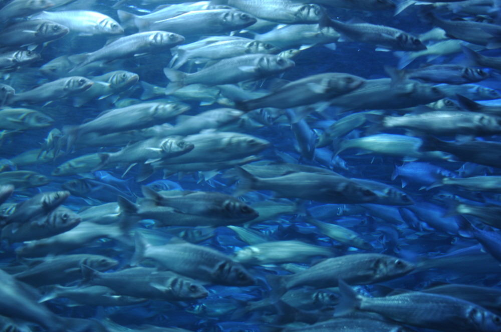 Primavera en el mar by Elena.s. 