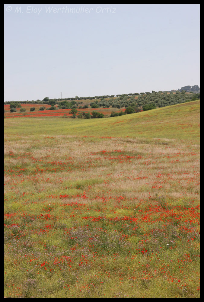 Primavera en España..