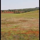 Primavera en España..