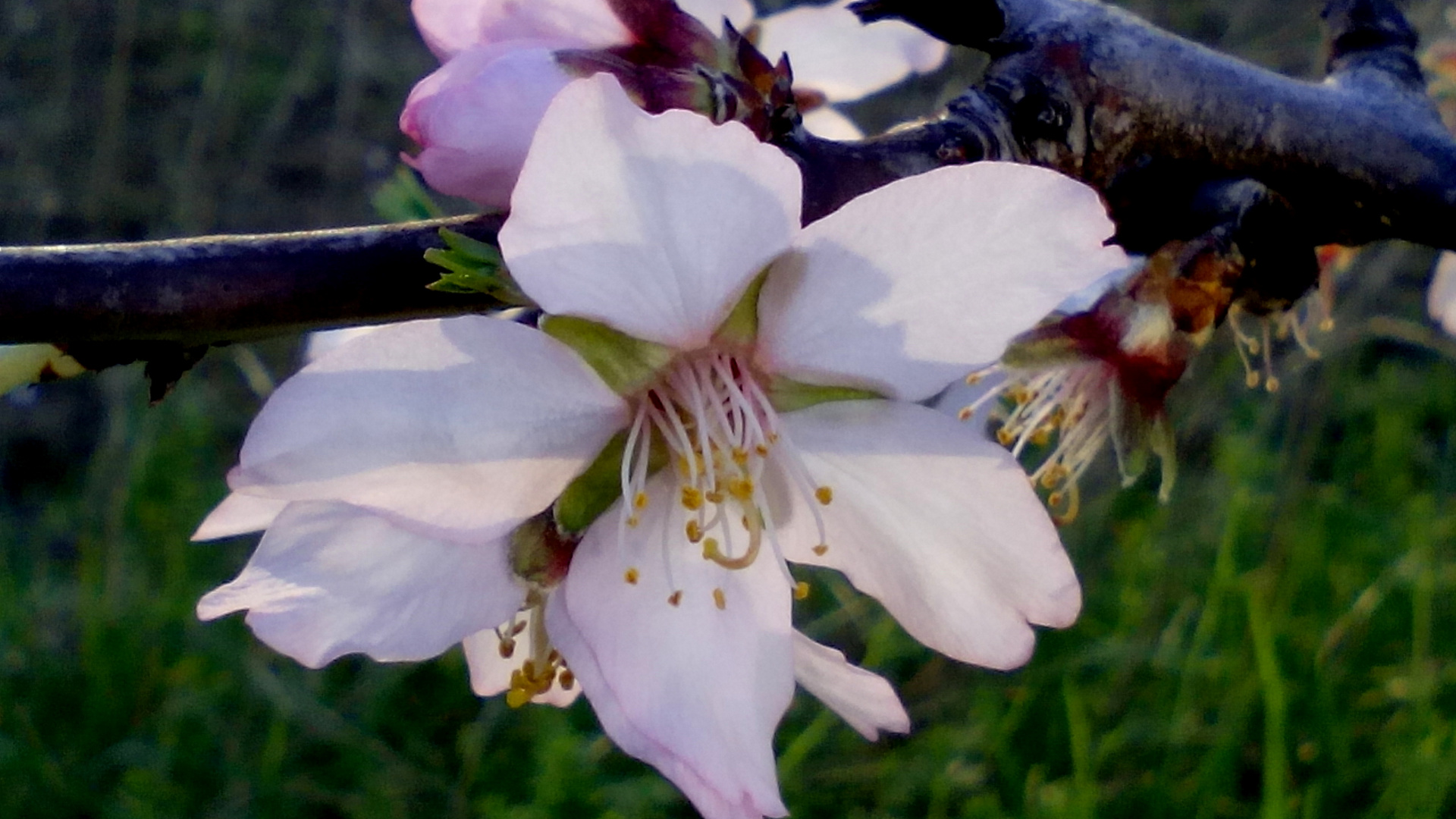 Primavera en flor