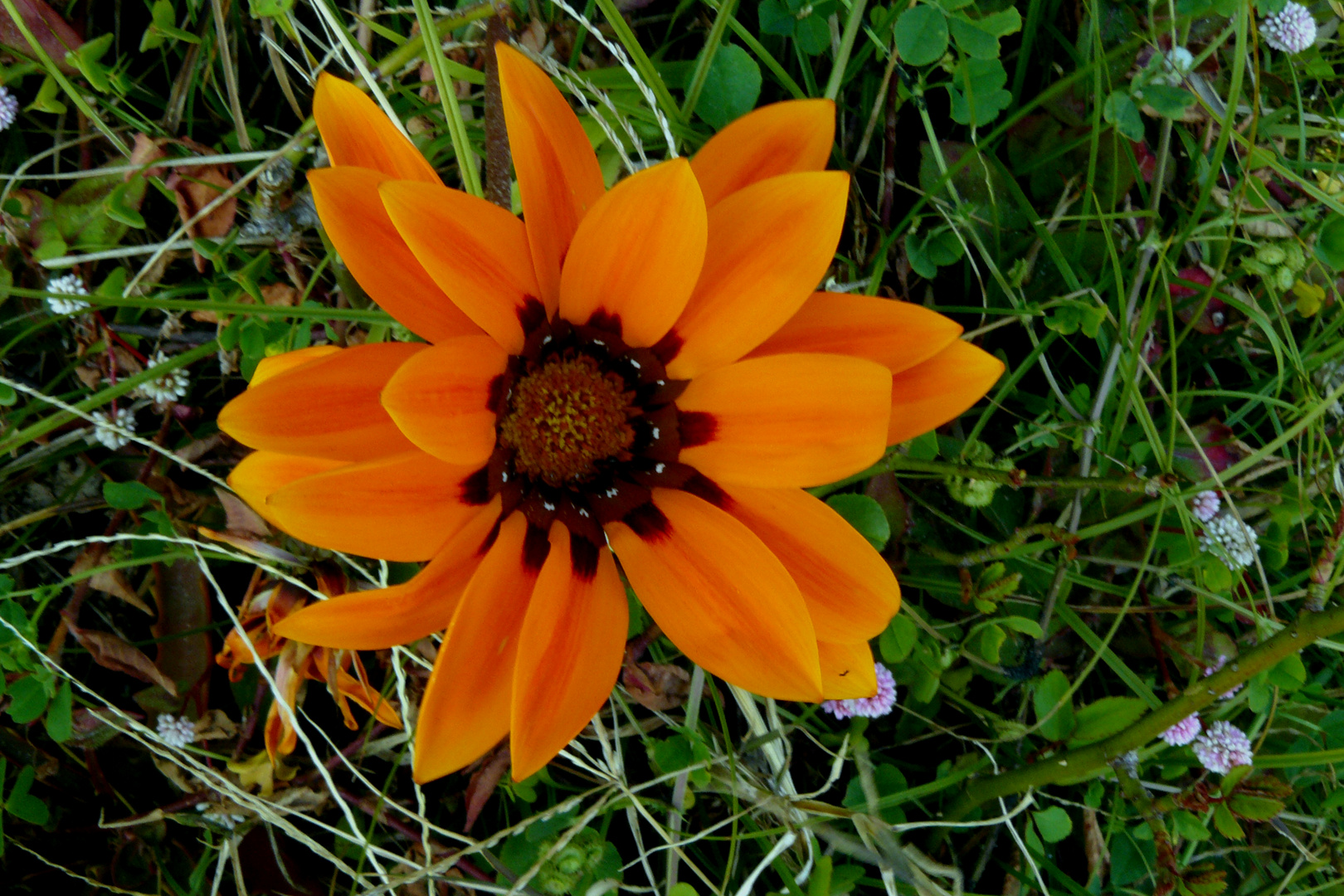 Primavera en flor