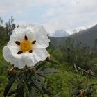 Primavera en Gredos