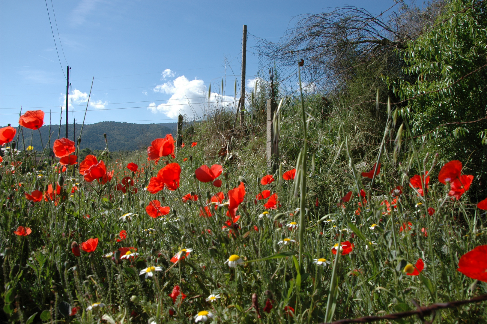 Primavera en la campiña