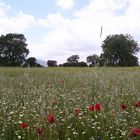 Primavera en la Dehesa Boyal...FERNANDO LÓPEZ   fOTOGRAFÍAS...