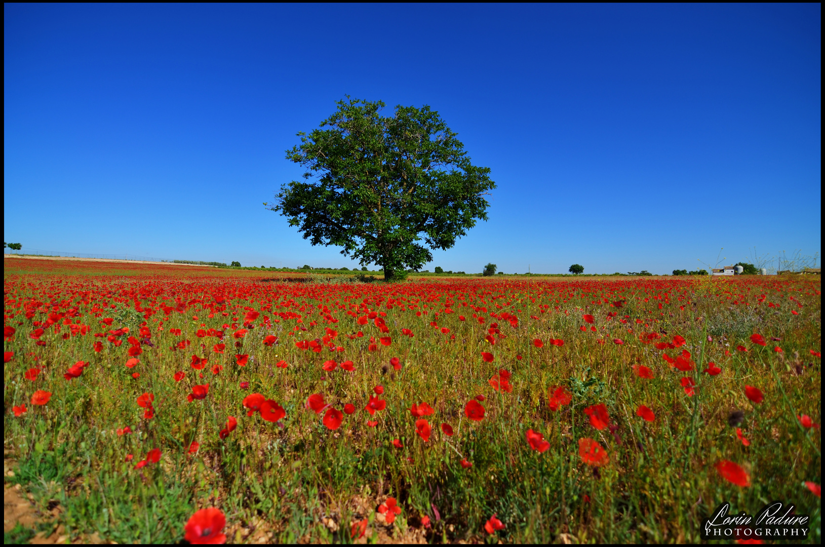 Primavera en La Mancha