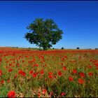 Primavera en La Mancha