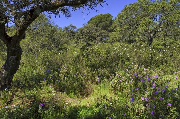 PRIMAVERA EN LA SIERRA DE CÓRDOBA