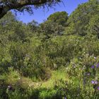 PRIMAVERA EN LA SIERRA DE CÓRDOBA