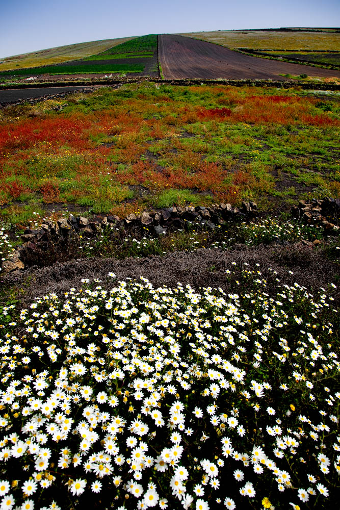 Primavera en Lanzarote