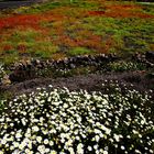 Primavera en Lanzarote