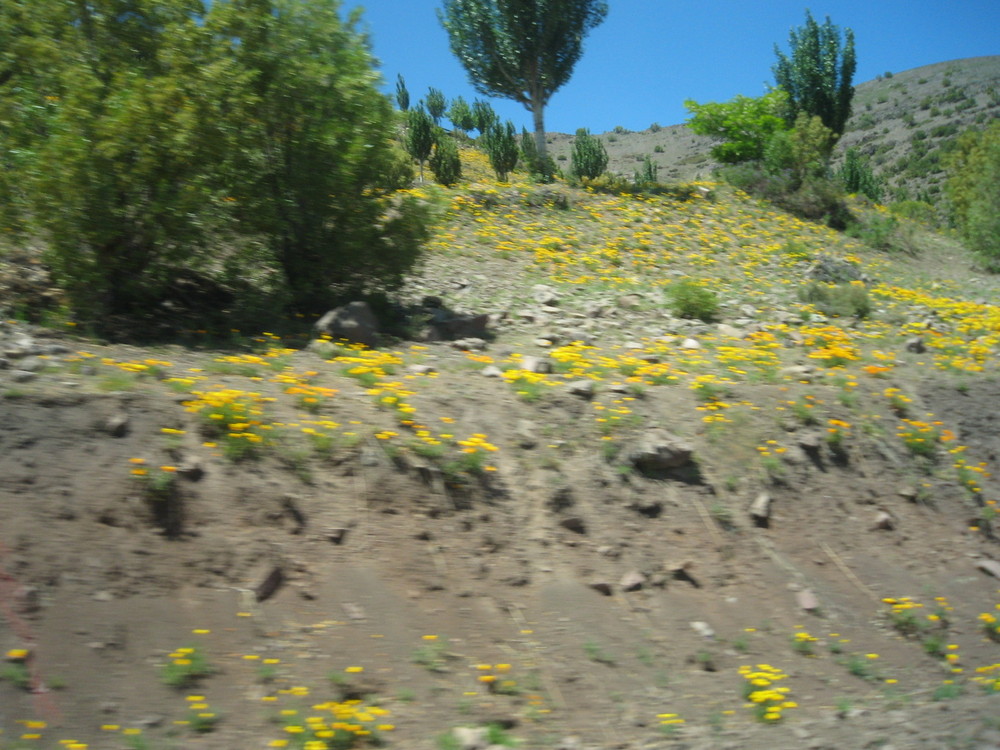 primavera en los andes