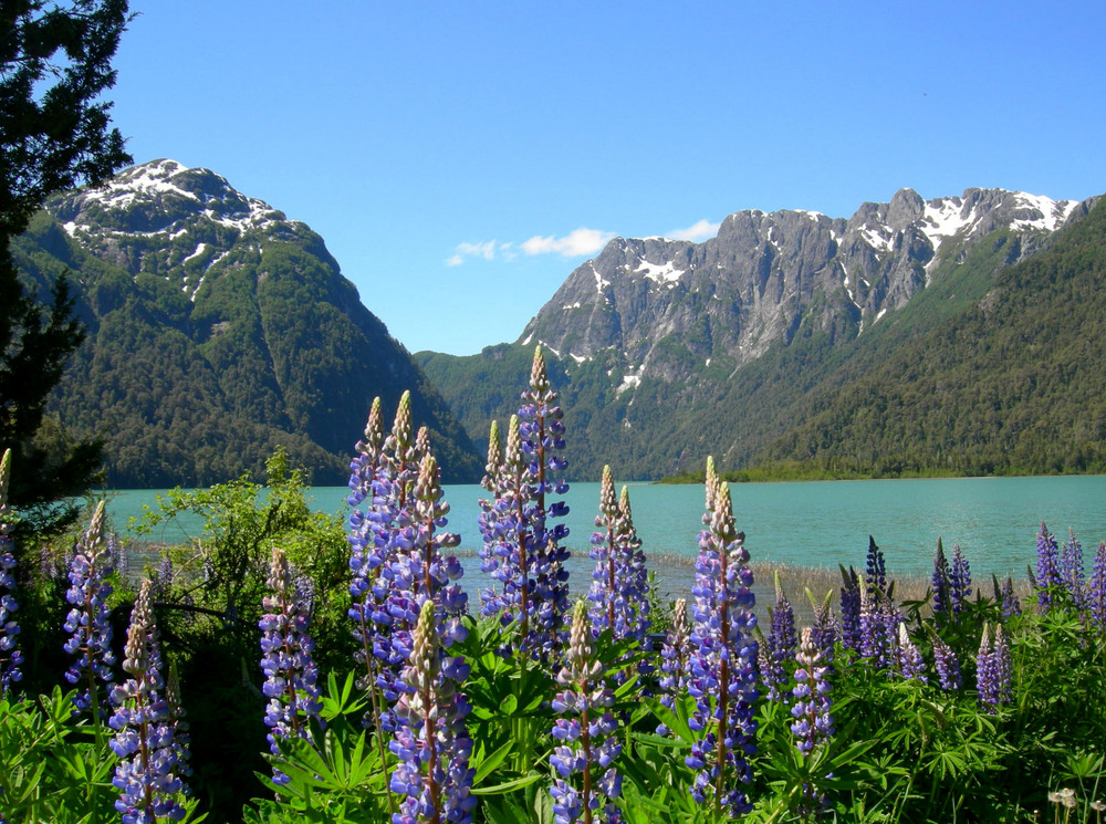 Primavera en los Andes