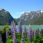 Primavera en los Andes