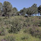 Primavera en Los Villares