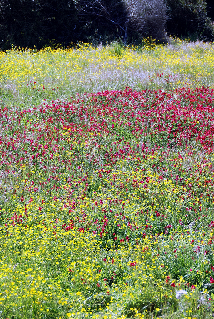 Primavera en Menorca