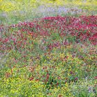 Primavera en Menorca