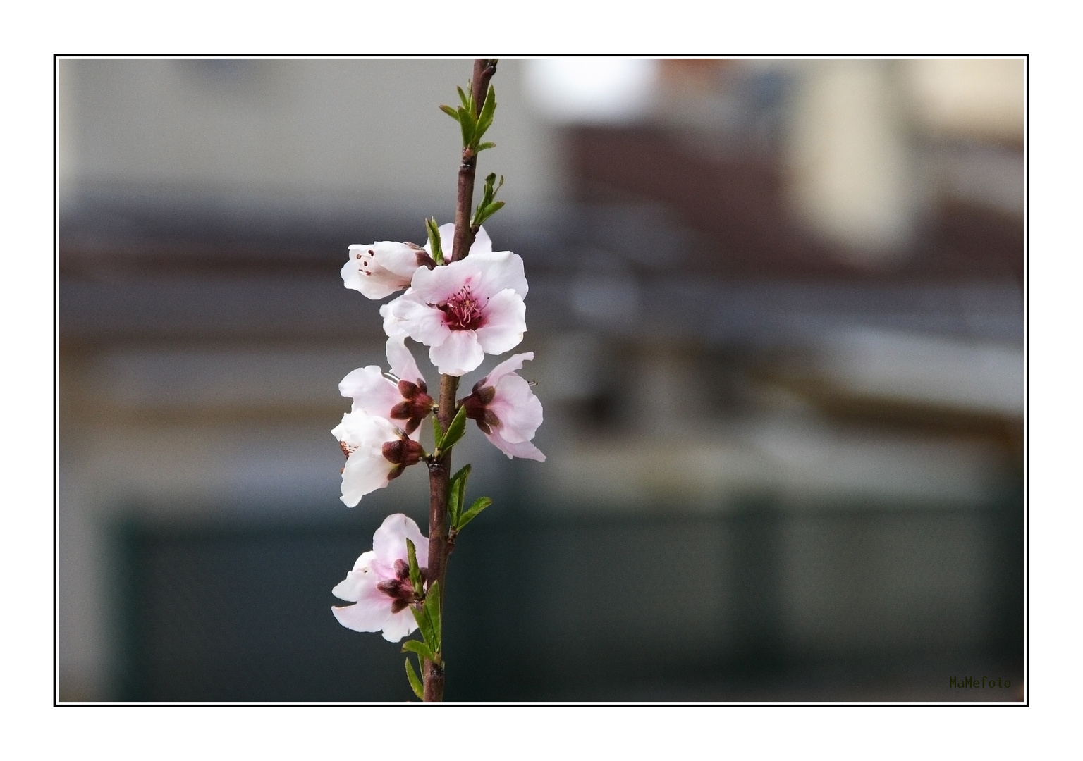 Primavera en mi terraza