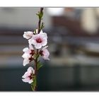 Primavera en mi terraza