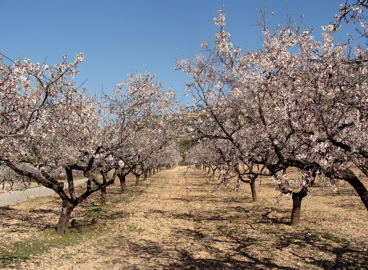 Primavera en / Printemps en / Frühling in = Tuéjar..01