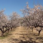 Primavera en / Printemps en / Frühling in = Tuéjar..01