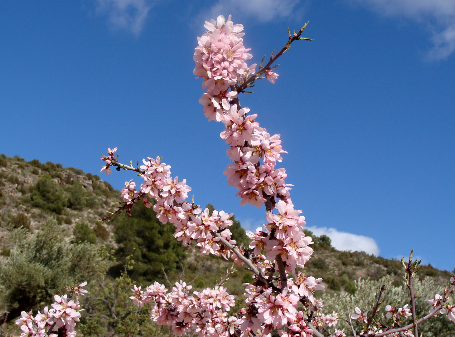 Primavera en / Printemps en / Frühling in = Tuéjar..02