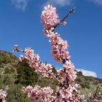 Primavera en / Printemps en / Frühling in = Tuéjar..02