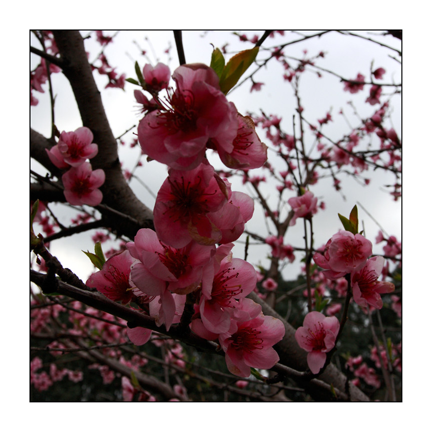 Primavera en rosa