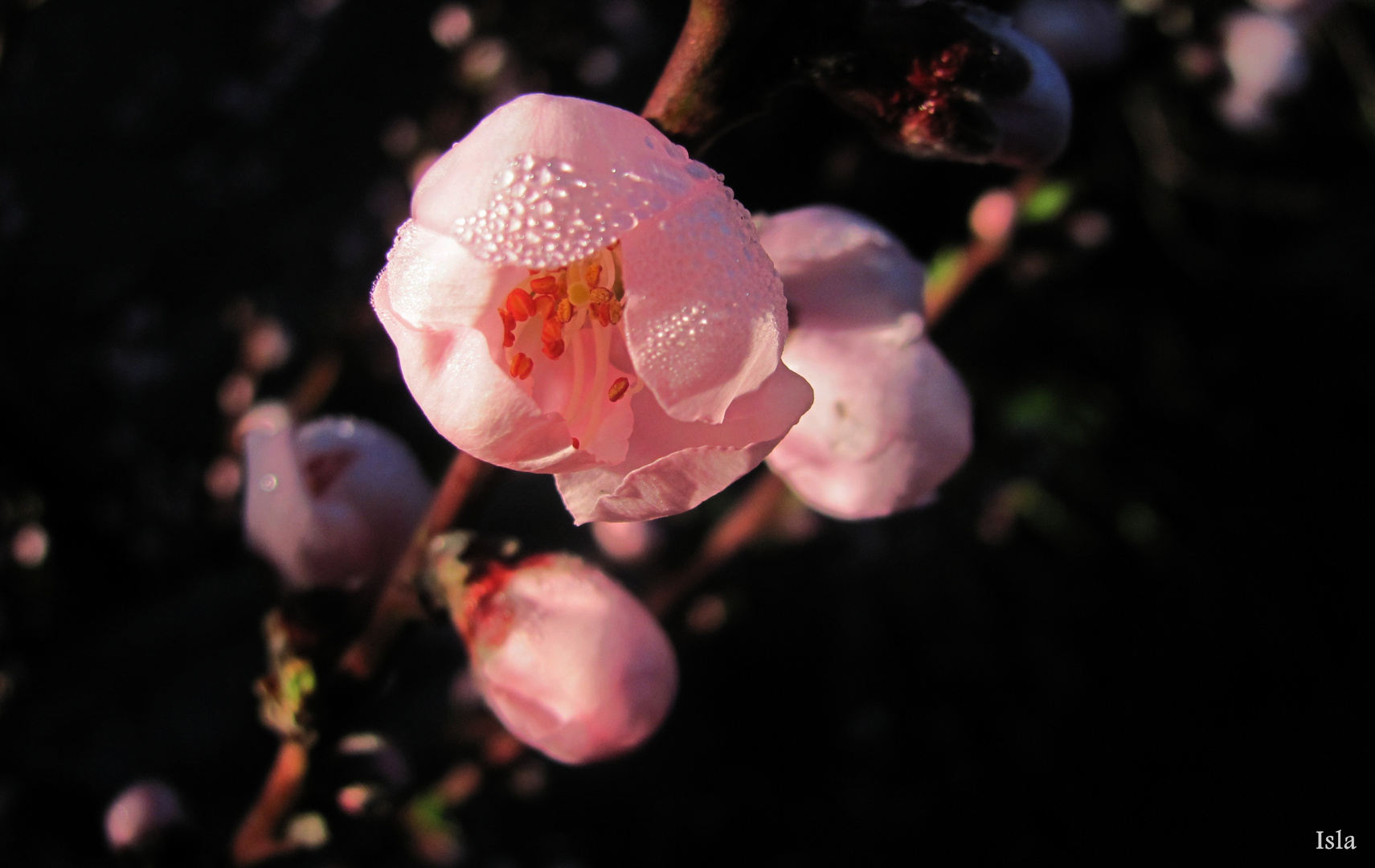 Primavera en rosa...