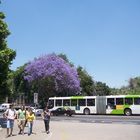 Primavera en Santiago