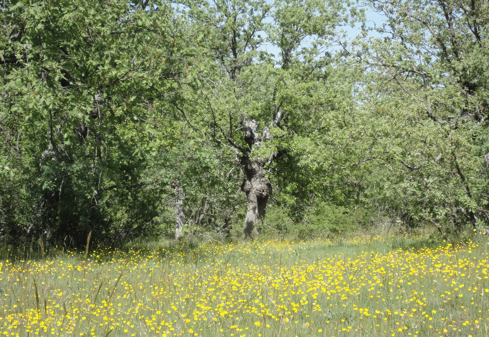 Primavera en un robledal