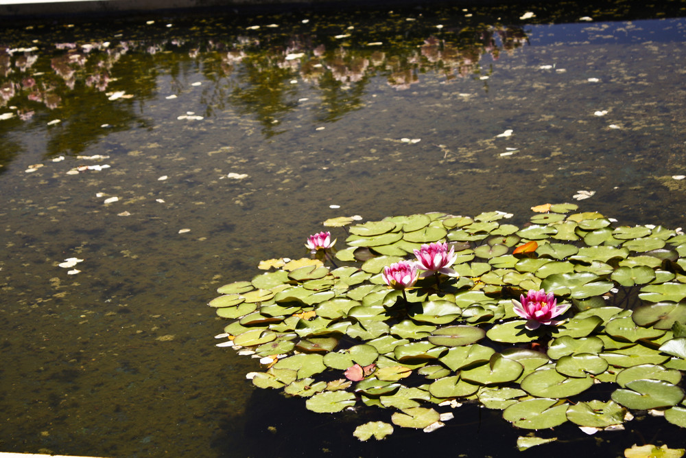 PRIMAVERA FLOTANTE de nieves garcía gómez 