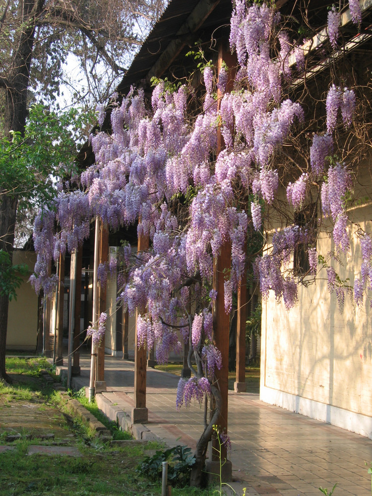 Primavera generosa