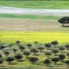 .... PRIMAVERA GIORDANA ....