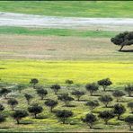 .... PRIMAVERA GIORDANA ....