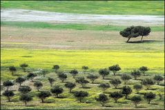 .... PRIMAVERA GIORDANA ....