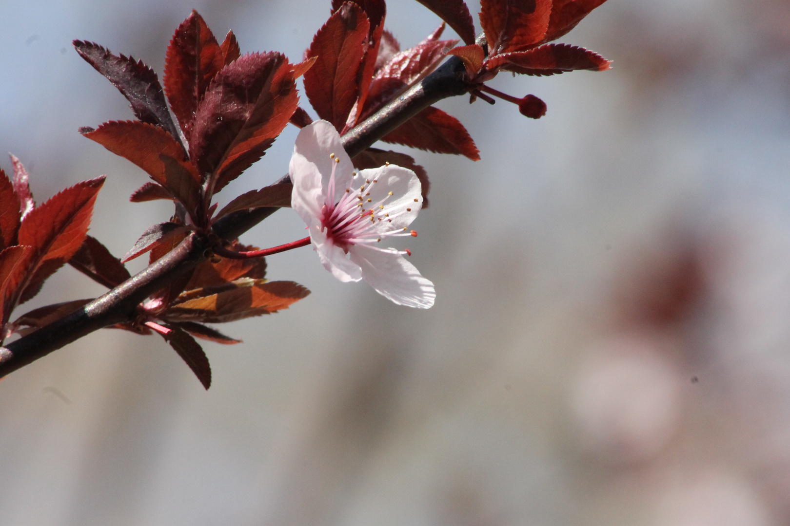 Primavera II