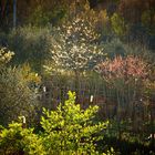 Primavera, il mondo è un giardino....