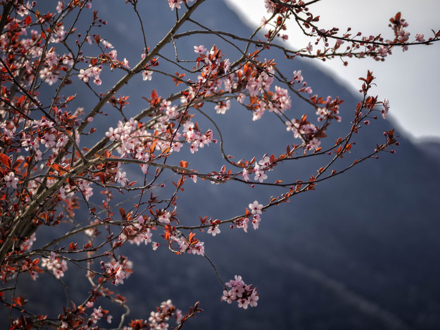 Primavera in arrivo