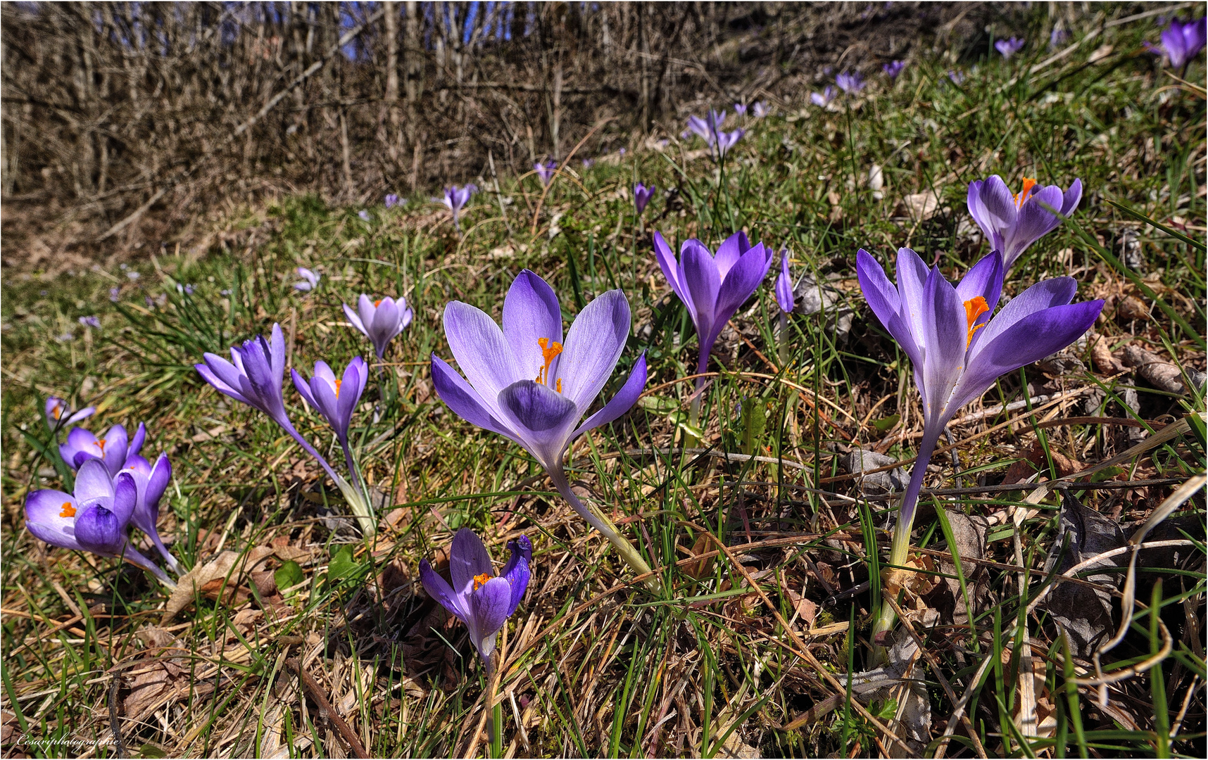 Primavera in atto.