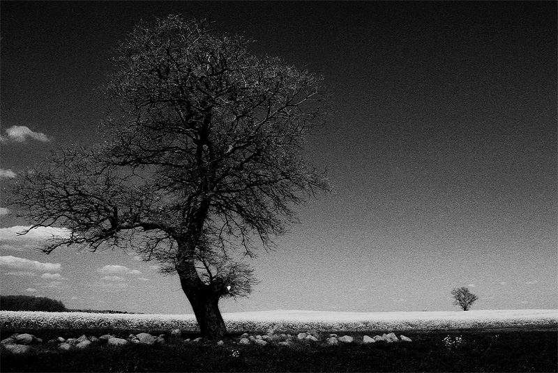 Primavera in bianco e nero