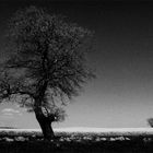 Primavera in bianco e nero