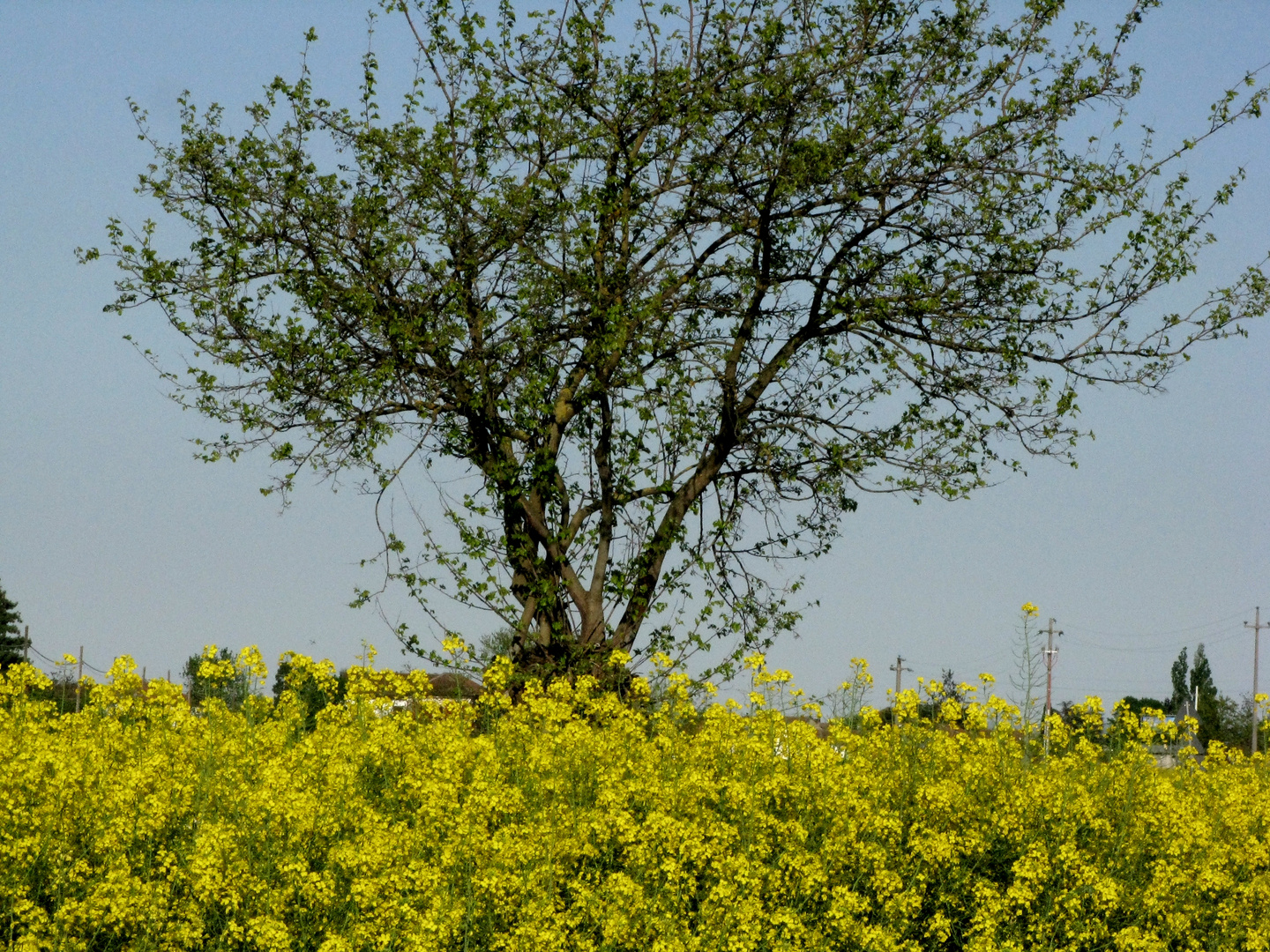 primavera in campo giallo