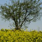 primavera in campo giallo