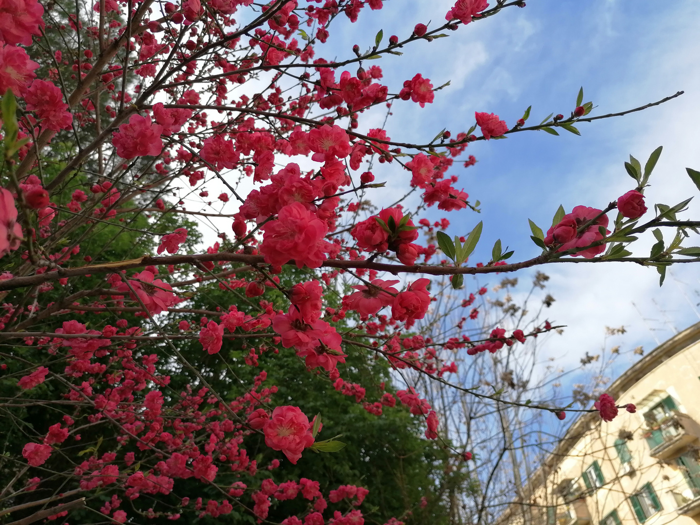 Primavera in città 