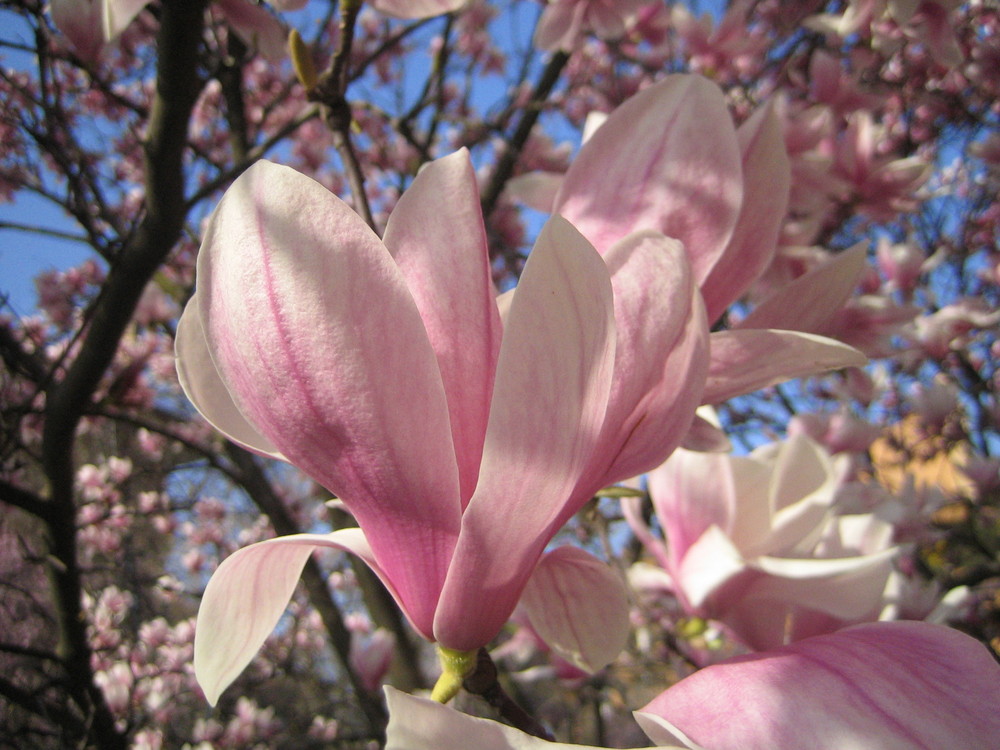 primavera in fiore